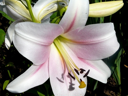 New lily. White with pink blush. (Lilium vivaldi)