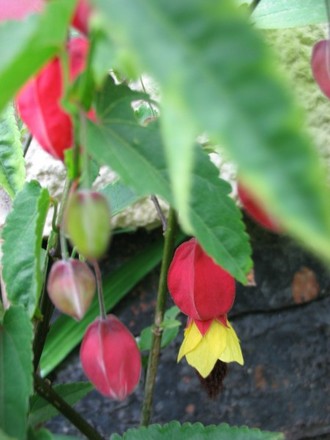 Abutilon (Abutilon Megapotamicum)