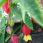 Abutilon (Abutilon Megapotamicum)