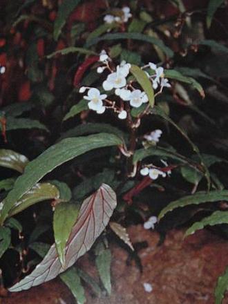 B.boisiana (Begonia boisiana)