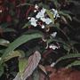 B.boisiana (Begonia boisiana)
