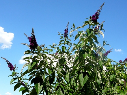 Black night Buddleia (Buddleja davidii (Butterfly bush))