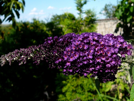 Buddleia flower (Buddleja davidii (Butterfly bush))