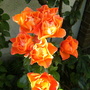 Rose Fellowship