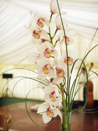 Orchid Table Decorations