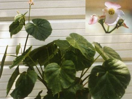 Begonia chitoensis (Begonia chitoensis)