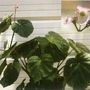 Chitoensis_2_1_