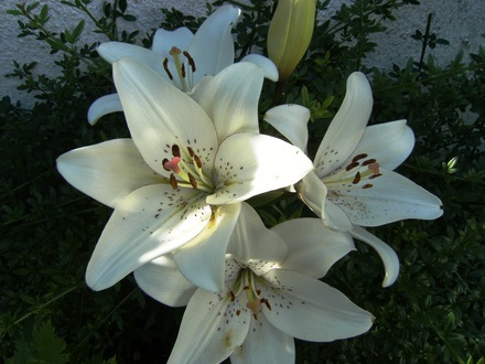 Lily (Lilium L.A. Eyeliner)