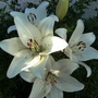 29_june_002