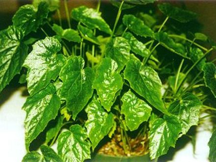 Begonia formosana (Begonia formosana)