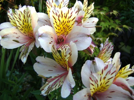 Alstroemeria (Alstroemeria 'Princess Hybrids')