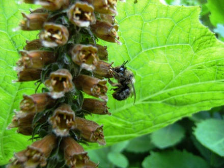 Bee enjoying Chocolate Foxglove. (Digitalis parviflora 'Milk chocolate')