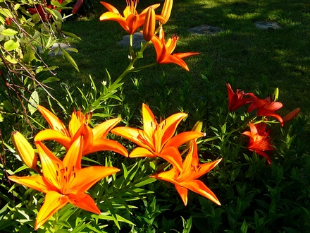 Orange lilies (Lilium vivaldi)