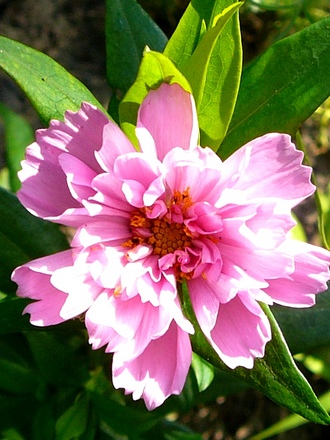 Double cosmos (Cosmos bipinnatus (Cosmos))