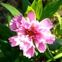 P1020533