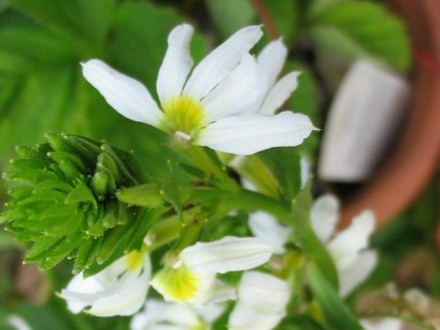 Scaevola White (Scaevola)