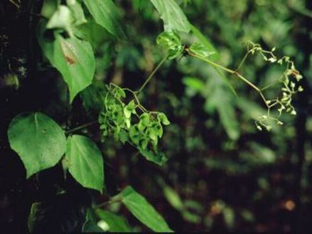 Begonia glabra (Begonia glabra)