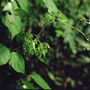 Begonia glabra