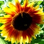 Helianthus annuus