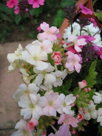 Verbenas (Verbena)