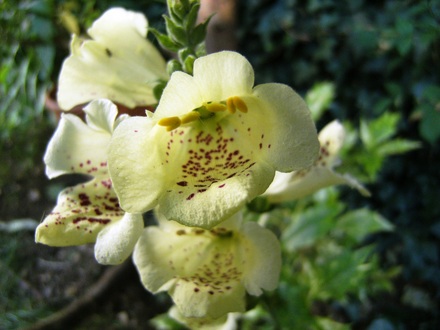 Fox glove, Bee heaven (Digitalis Camelot Cream)