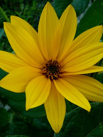 Tall yellow daisies. (Rudbeckia speciosa (Showy Coneflower))