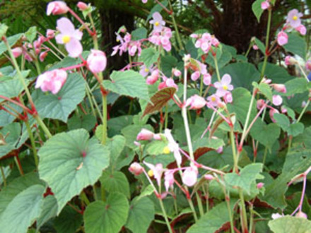 Begonia grandis (Begonia grandis)