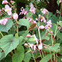 Begonia grandis