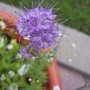 Phacelia tanacetifolia