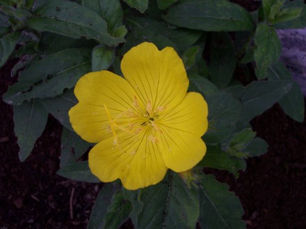 Ozark Sundrop (oenothera)