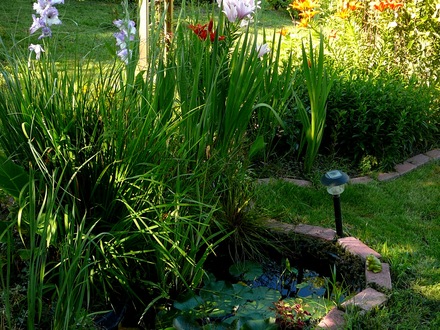 View of pond next to central bed in back garden.