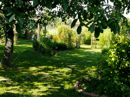 View from under walnut tree.