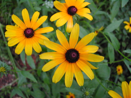wildflowers