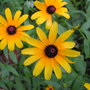 wildflowers