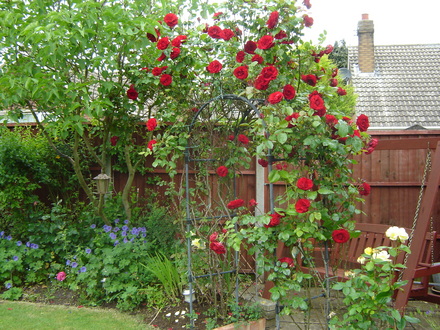 Ruby Wedding climber