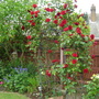 Margaret_s_garden_007
