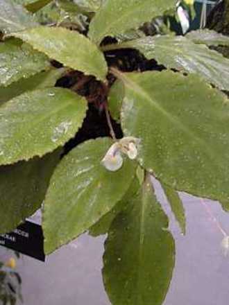 Begonia herbacea (Begonia herbacea)