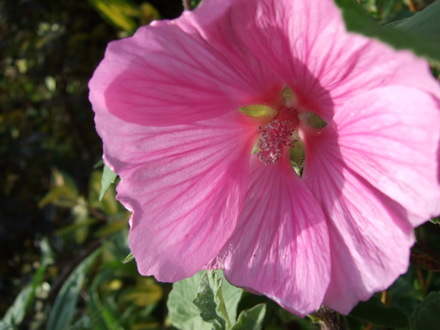 Lavatera 'Cynthia Nixon' (Lavatera 'Cynthia Nixon')