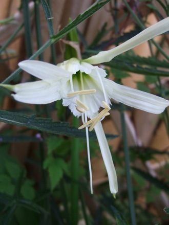 Ismene (Ismene)
