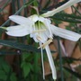 Ismene