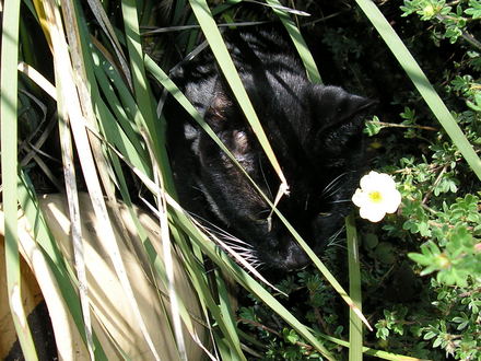 Ringo enjoying the sun.