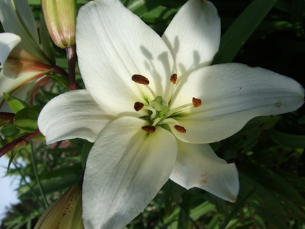 White Lily