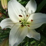 White_liy