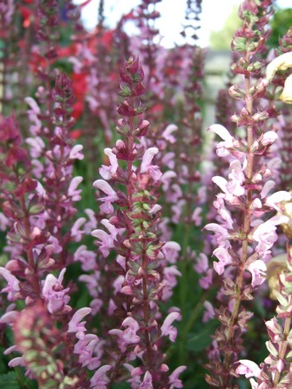 Salvia 'Merleau Rose' (Salvia x sylvestris 'Merleau Rose')