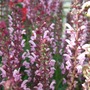 Salvia__merleau_rose_