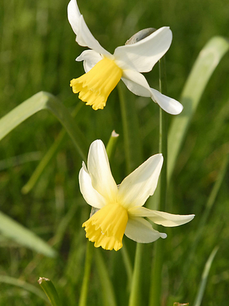 Two Daffs
