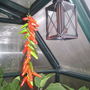 Chilli/Chili/Chile "Ristra"