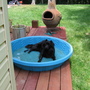 Matilda in swimming pool