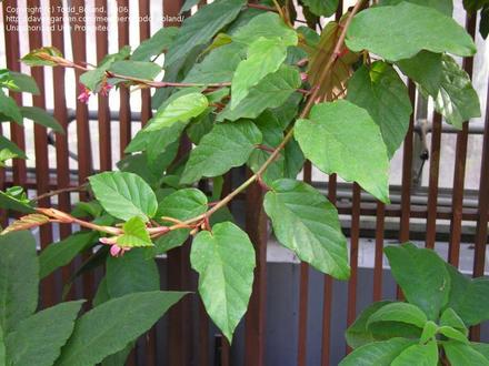 Begonia mannii (Begonia mannii)