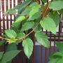 Begonia mannii